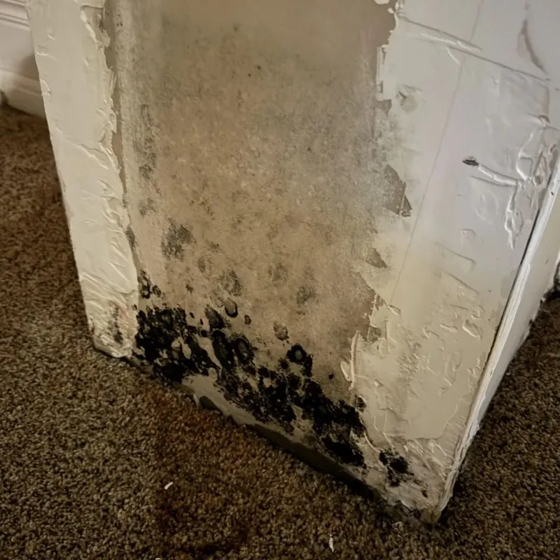 Professional Mold Removal in Carroll County, KY